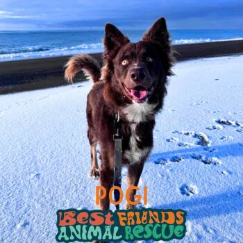 Pogi -  Australian Shepherd and Husky Dog for Adoption in Wasilla, Alaska - Pogi | PetCurious