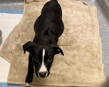 LEONARDO -  Pit Bull Terrier Dog for Adoption in Tustin, California - LEONARDO | PetCurious