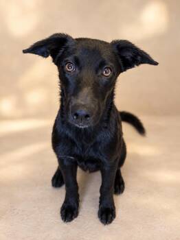 Francis -  Labrador Retriever Dog for Adoption in Harlingen, Texas - Francis | PetCurious