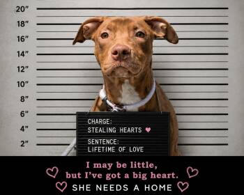 American Bulldog Dogs Available for Adoption in Hamilton, Ontario - Siren | PetCurious