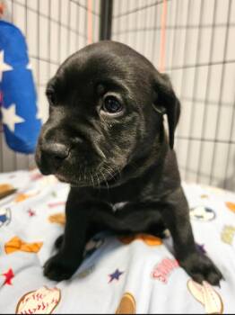 Lil Deville -  Pit Bull Terrier Dog for Adoption in Merrillville, Indiana - Lil Deville | PetCurious