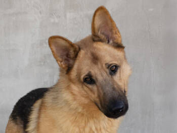 Rescue Mixed Breed Dogs for Adoption in Longmont, Colorado - Charlie | PetCurious