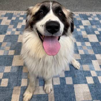 Joey -  Anatolian Shepherd and Mixed Breed Dog for Adoption in Falls Church, Virginia - Joey | PetCurious