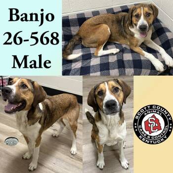 Banjo -  Hound Dog for Adoption in Georgetown, Kentucky - Banjo | PetCurious