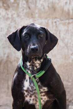 Bongo -  English Pointer and Labrador Retriever Dog for Adoption in New York, New York - Bongo | PetCurious