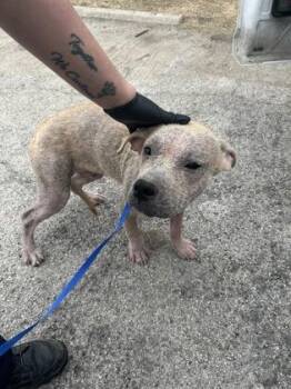 Terrier and Mixed Breed Dogs Available for Adoption - Bandolier | PetCurious