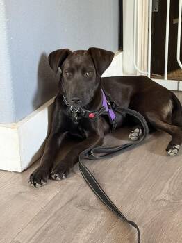 GIGI -  Terrier and Labrador Retriever Dog for Adoption in Broomfield, Colorado - GIGI | PetCurious