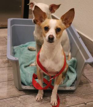 Chihuahua Dogs Available for Adoption in Pflugerville, Texas - Curie | PetCurious