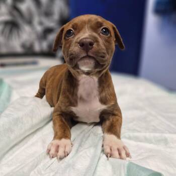 Terrier Dogs Available for Adoption in Wahiawa, Hawaii - Yasmin | PetCurious