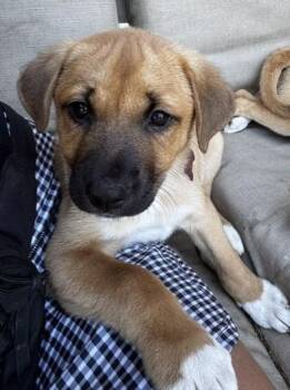 BELLE -  Australian Shepherd and Labrador Retriever Dog Available for Adoption in Edgecliff Village, Texas - BELLE | PetCurious