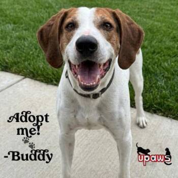 Buddy -  Treeing Walker Coonhound and Mixed Breed Dog for Adoption in Gwinn, Michigan - Buddy | PetCurious