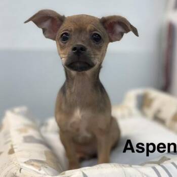 Chihuahua and Shih Tzu Dogs Available for Adoption - Aspen | PetCurious