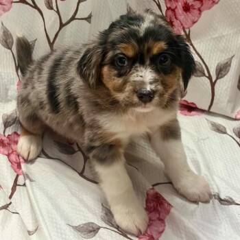 Sandy -  Australian Shepherd and Chihuahua Dog for Adoption in Pelham, New Hampshire - Sandy | PetCurious
