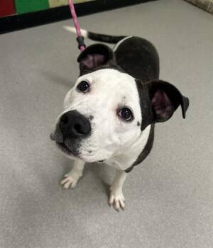 Pit Bull Terrier Dogs Available for Adoption in Indianapolis, Indiana - ROCCO | PetCurious