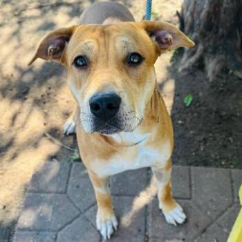Remi 26-06-179 -  Mixed Breed Dog for Adoption in Bastrop, Texas - Remi 26-06-179 | PetCurious