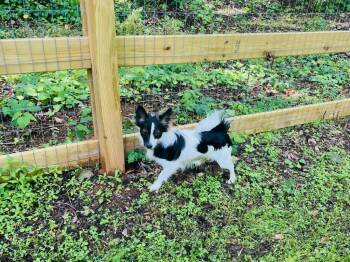 Pomeranian and Chihuahua Dogs Available for Adoption in Greenville, South Carolina - Rio | PetCurious