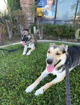 Rescue German Shepherd Dog Dogs for Adoption in Irvine, California - Charlie | PetCurious