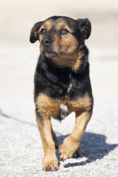 Rescue Schnauzer Dogs for Adoption in Bedford, Indiana - Honey | PetCurious