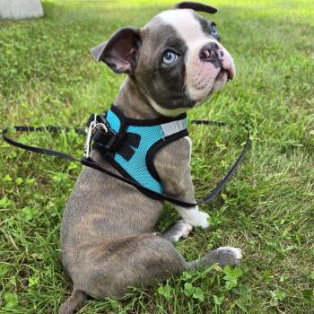 Dublin -  Boston Terrier Dog for Adoption in Glocester, Rhode Island - Dublin | PetCurious