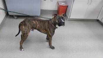 Boxer and Mixed Breed Dogs Available for Adoption in Omaha, Nebraska - CHICO | PetCurious