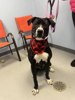 Terrier Dogs Available for Adoption - Donkey  | PetCurious