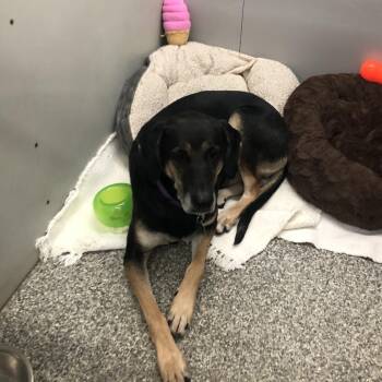 Rescue Shepherd Dogs for Adoption in Parma, Ohio - Sierra | PetCurious