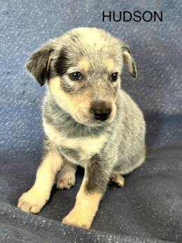 Labrador Retriever and Mixed Breed Dogs Available for Adoption - Hudson | PetCurious