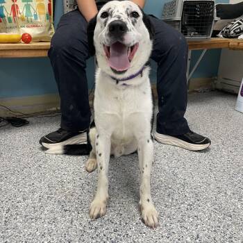 Branson -  Border Collie and Dalmatian Dog for Adoption in Kansas City, Missouri - Branson | PetCurious
