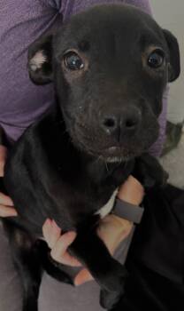 Labrador Retriever Dogs Available for Adoption - Moose Tracks | PetCurious