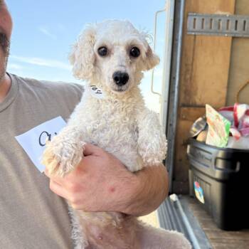 Rescue Miniature Poodle Dogs for Adoption in Columbia, South Carolina - Palmetto | PetCurious
