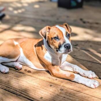 Spud -  Boxer Dog for Adoption in Oakland, California - Spud | PetCurious