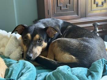 Rescue Manchester Terrier Dogs for Adoption in Holly Springs, Mississippi - Masey | PetCurious