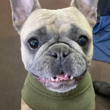 Rescue French Bulldog Dogs for Adoption in Bridgton, Maine - Teddy | PetCurious