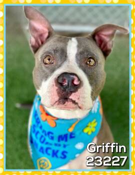 GRIFFIN -  Pit Bull Terrier Dog for Adoption in Marietta, Georgia - GRIFFIN | PetCurious