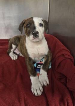 Bobby -  Pit Bull Terrier and Mixed Breed Dog for Adoption in Westland, Michigan - Bobby | PetCurious