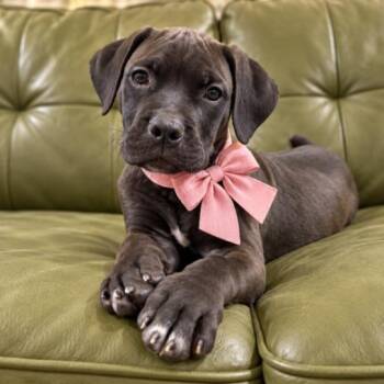 Leia LaDiDa Diva -  Boxer and Cane Corso Dog for Adoption in Friendswood, Texas - Leia LaDiDa Diva | PetCurious