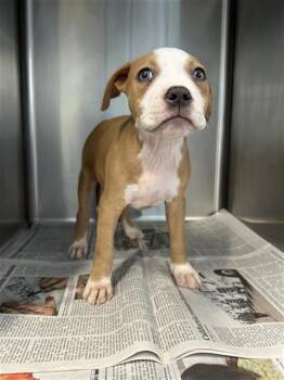 American Staffordshire Terrier Dogs Available for Adoption in San Antonio, Texas - HANZ | PetCurious