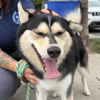 Miso -  Husky and Pomeranian Dog for Adoption in Newark, New Jersey - Miso | PetCurious