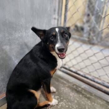 Becky -  Mixed Breed Dog for Adoption in Columbiana, Alabama - Becky | PetCurious