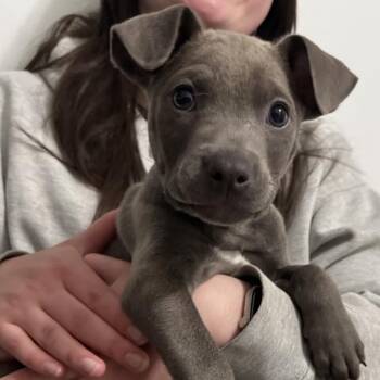 Pit Bull Terrier and Mixed Breed Dogs Available for Adoption in Stormville, New York - NY Fire Avail May 30 (Wabeeka Campground Copake NY) | PetCurious