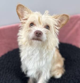 Pearl -  Wirehaired Terrier Dog for Adoption in Lawrenceville, Georgia - Pearl | PetCurious