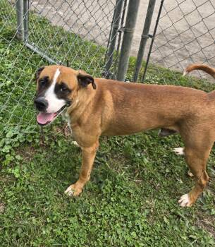 Rescue Retriever Dogs for Adoption in Xenia, Ohio - Roberto (Coming Soon...) | PetCurious