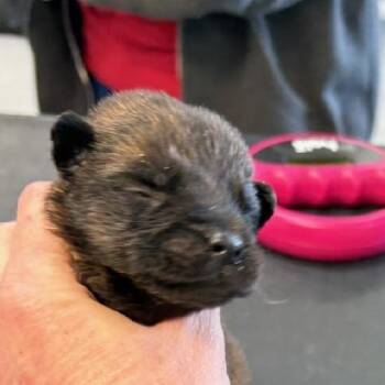 Belgian Shepherd Malinois and Shepherd Dogs Available for Adoption in Phoenix, Arizona - Yogi | PetCurious