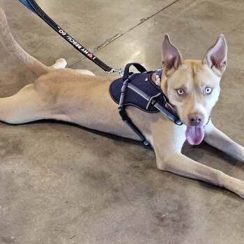 Rescue Husky Dogs for Adoption in Largo, Florida - MOOSE - Needs A Foster Or Adopter | PetCurious