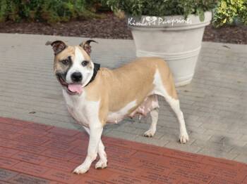 Rescue Boxer and Mixed Breed Dogs for Adoption in Omaha, Nebraska - CHAMPAGNE | PetCurious