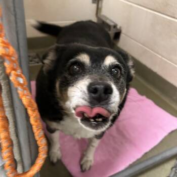 Terrier Dogs Available for Adoption - 70073 | PetCurious