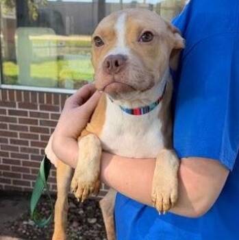 Dew -  Mixed Breed Dog for Adoption in Waterloo, Iowa - Dew | PetCurious