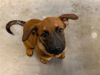 German Shepherd Dog and Mixed Breed Dogs Available for Adoption - DAISY | PetCurious