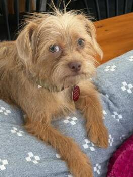 Murphy -  Yorkshire Terrier Dog for Adoption in Williamsburg, Virginia - Murphy | PetCurious