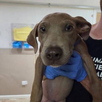 Walnut -  Terrier Dog for Adoption in Dallas, Texas - Walnut | PetCurious